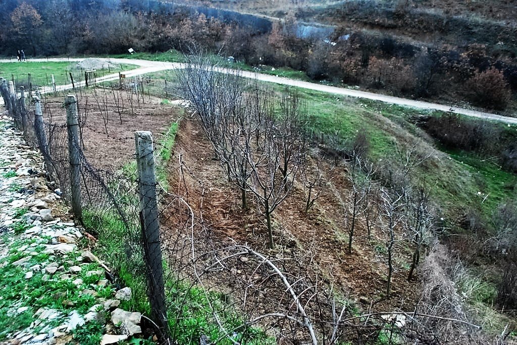 Image Alternative text